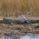 Illustration for article titled Sunday Crocodilian - Alligator mississippiensis Edition